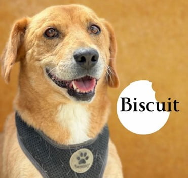 Biscuit