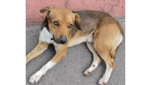 Petcenter – seu pet center de estimação!