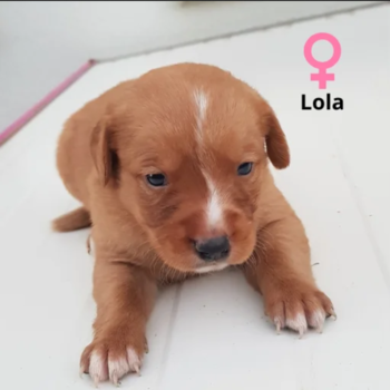 Lola