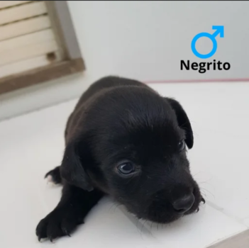 Negrito