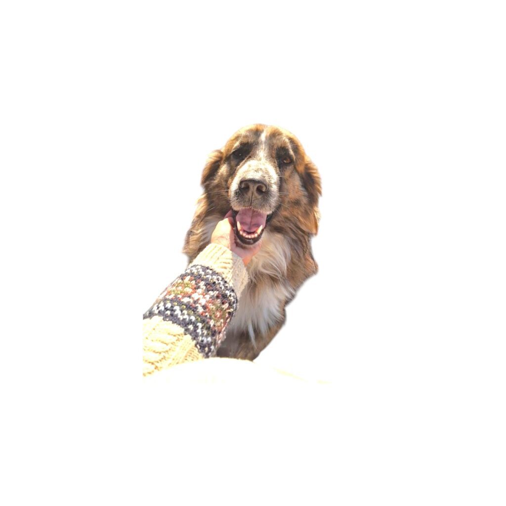 Cavani-Photoroom (2)