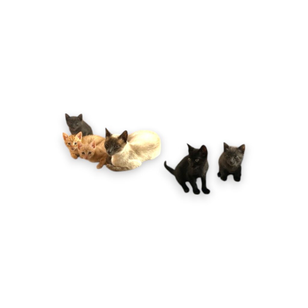 kittens-Photoroom