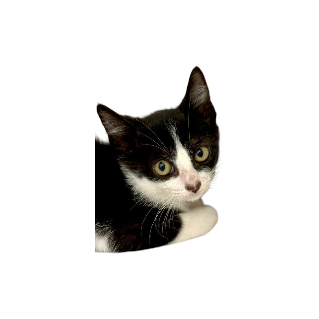 Bebe gato-Photoroom
