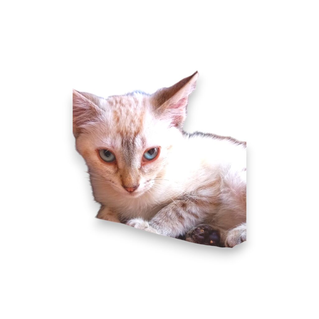 GATO2-Photoroom