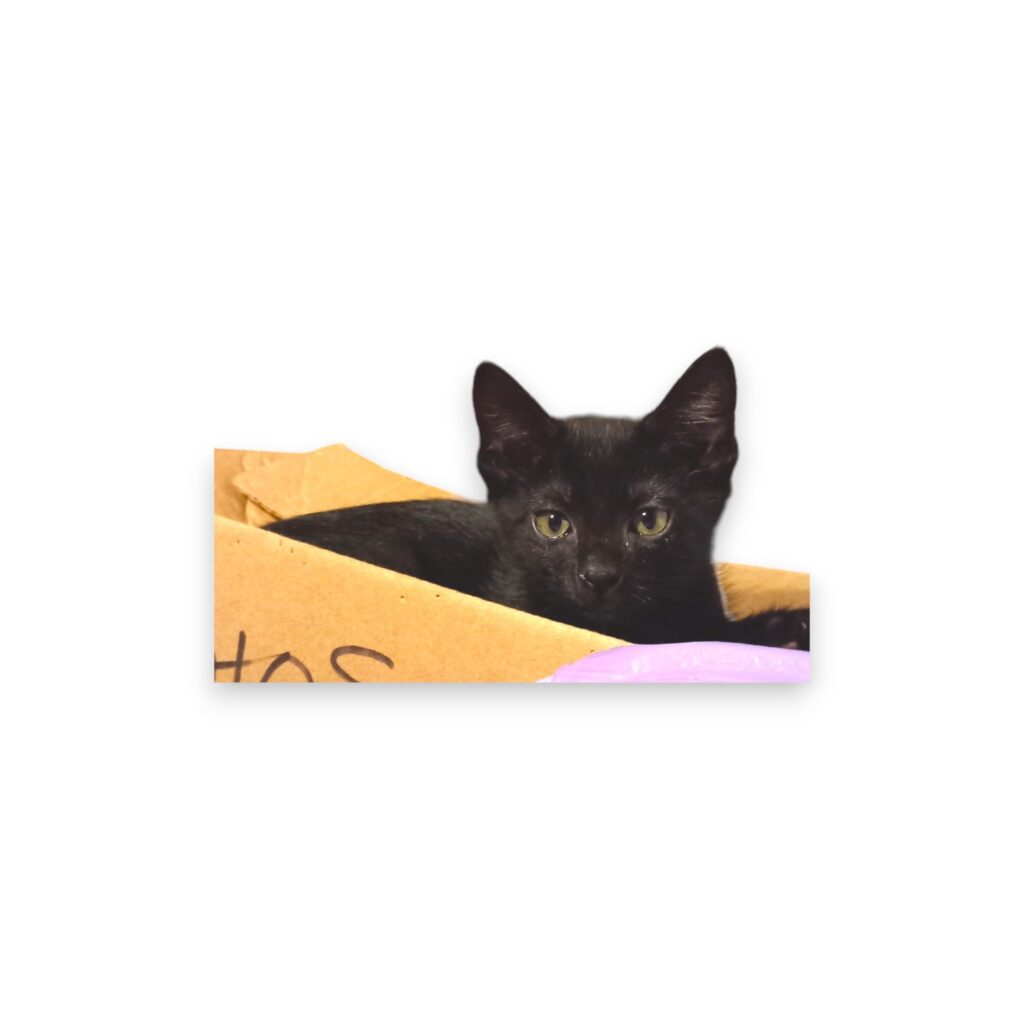 GATO3-Photoroom