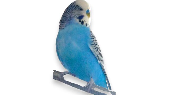 Persa, Casca e Pisca