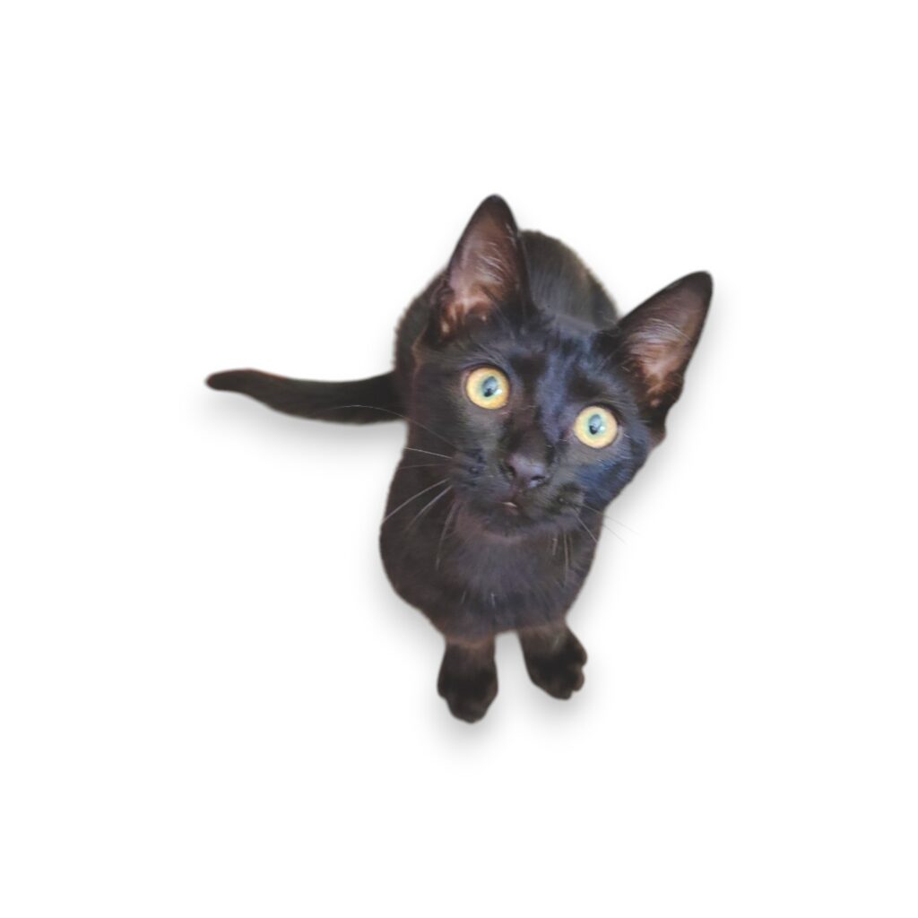 gatinho-Photoroom