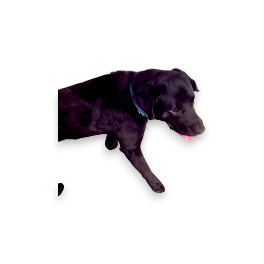 Cão-Photoroom