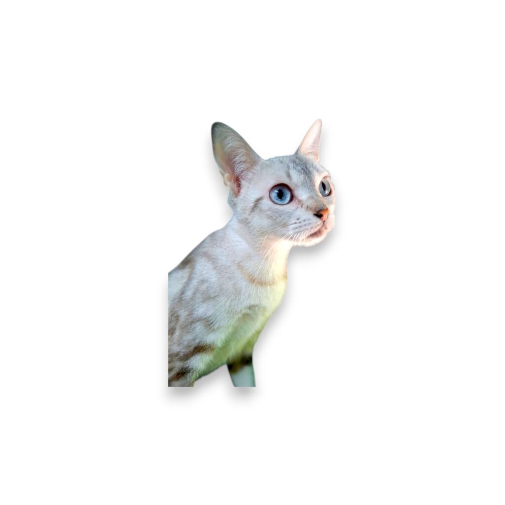 Luma-Photoroom-Photoroom (1)