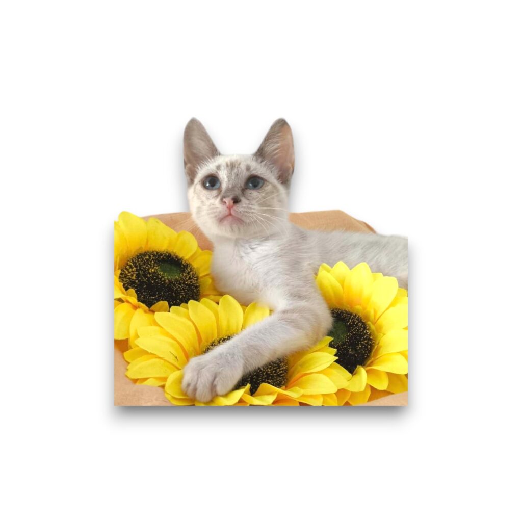 Alice-Photoroom-Photoroom