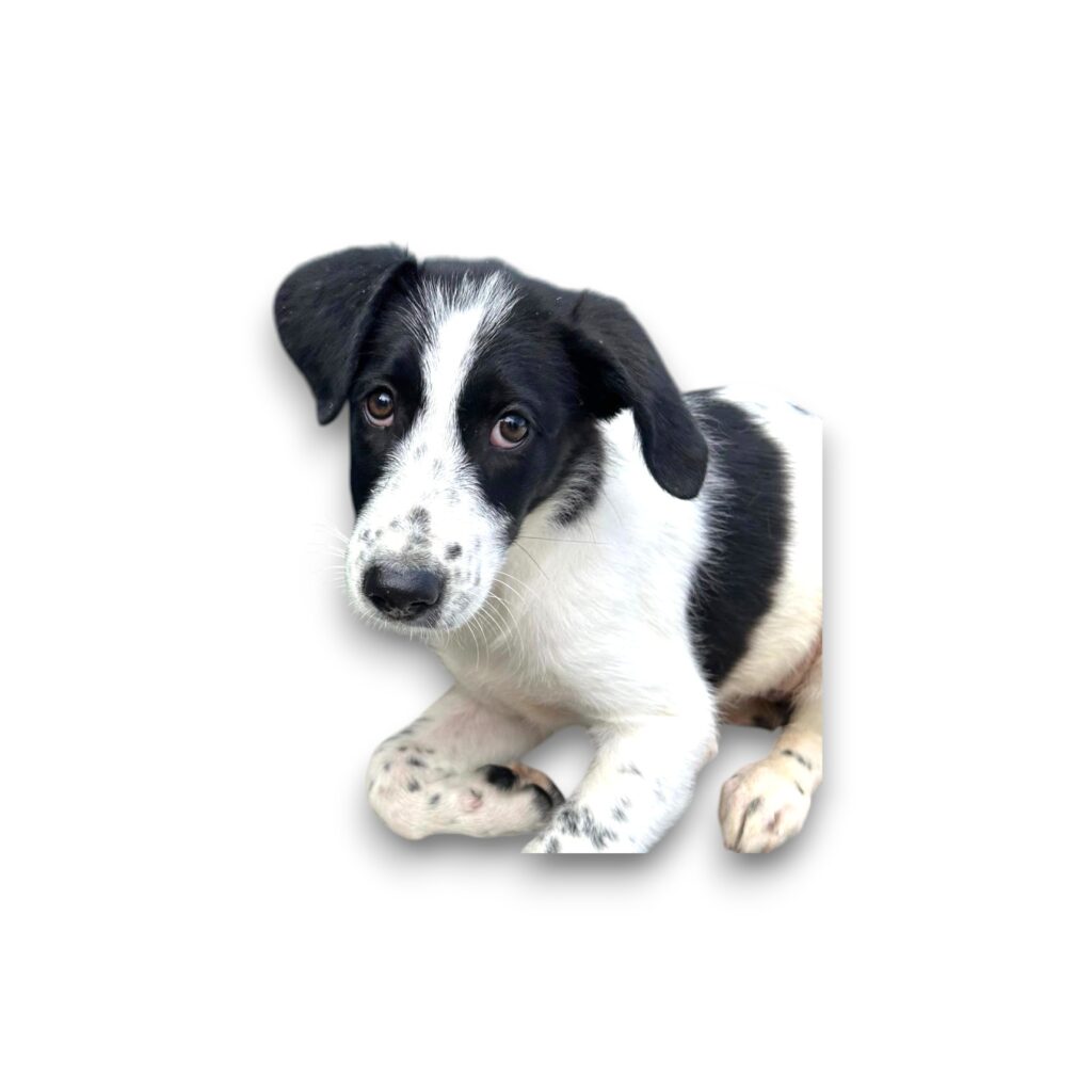 Ninhada Femea-Photoroom-Photoroom