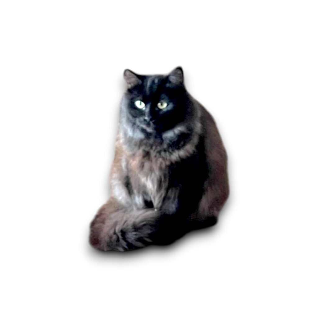 muffin-Photoroom