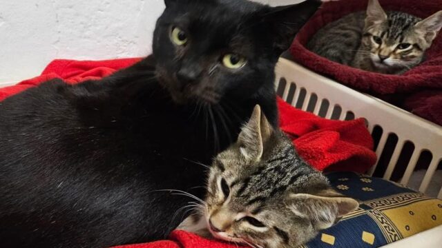 Gatónio Variações & Pirulito