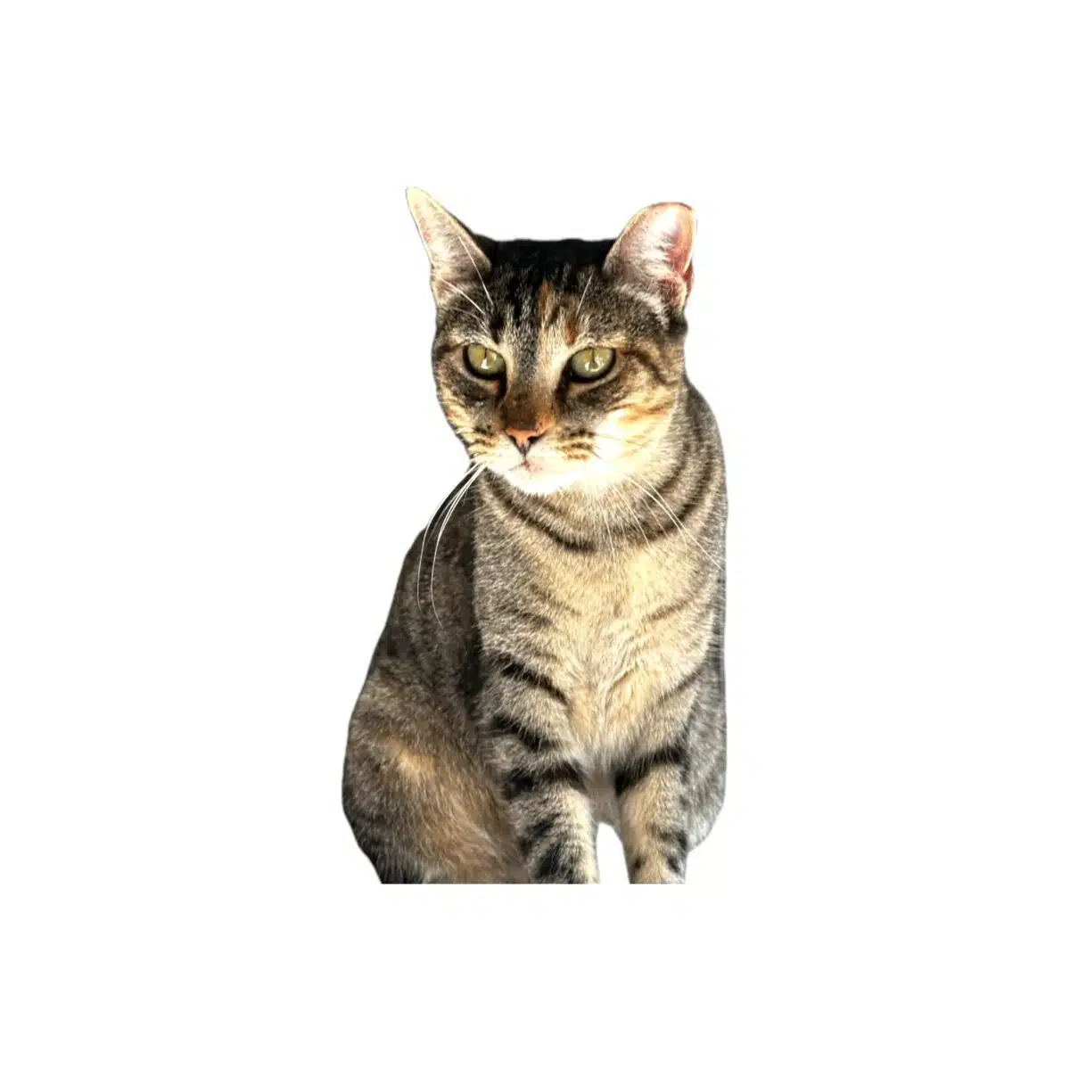 Biscoita