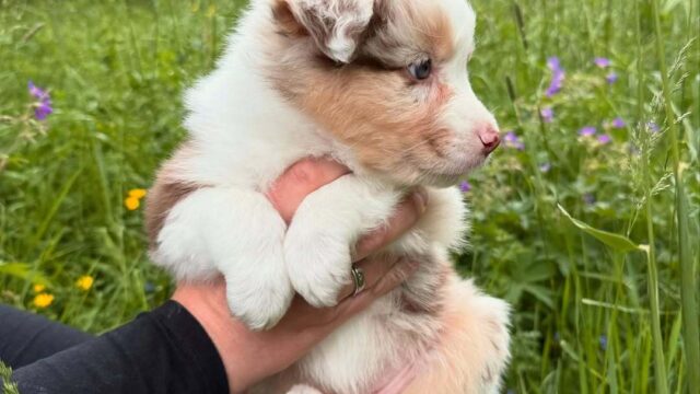 Excelente cachorro pastor australiano