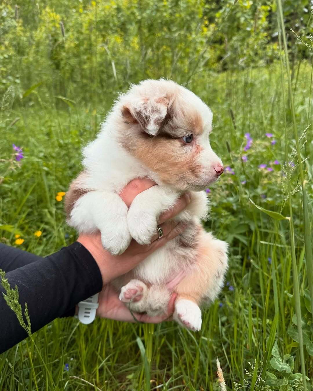 Excelente cachorro pastor australiano