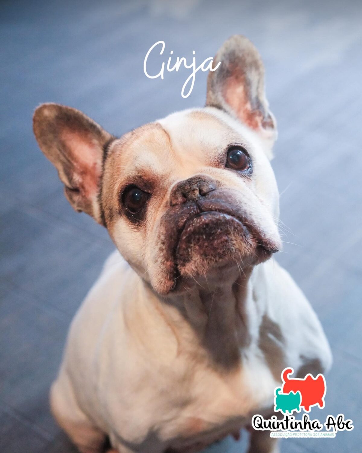 Ginja