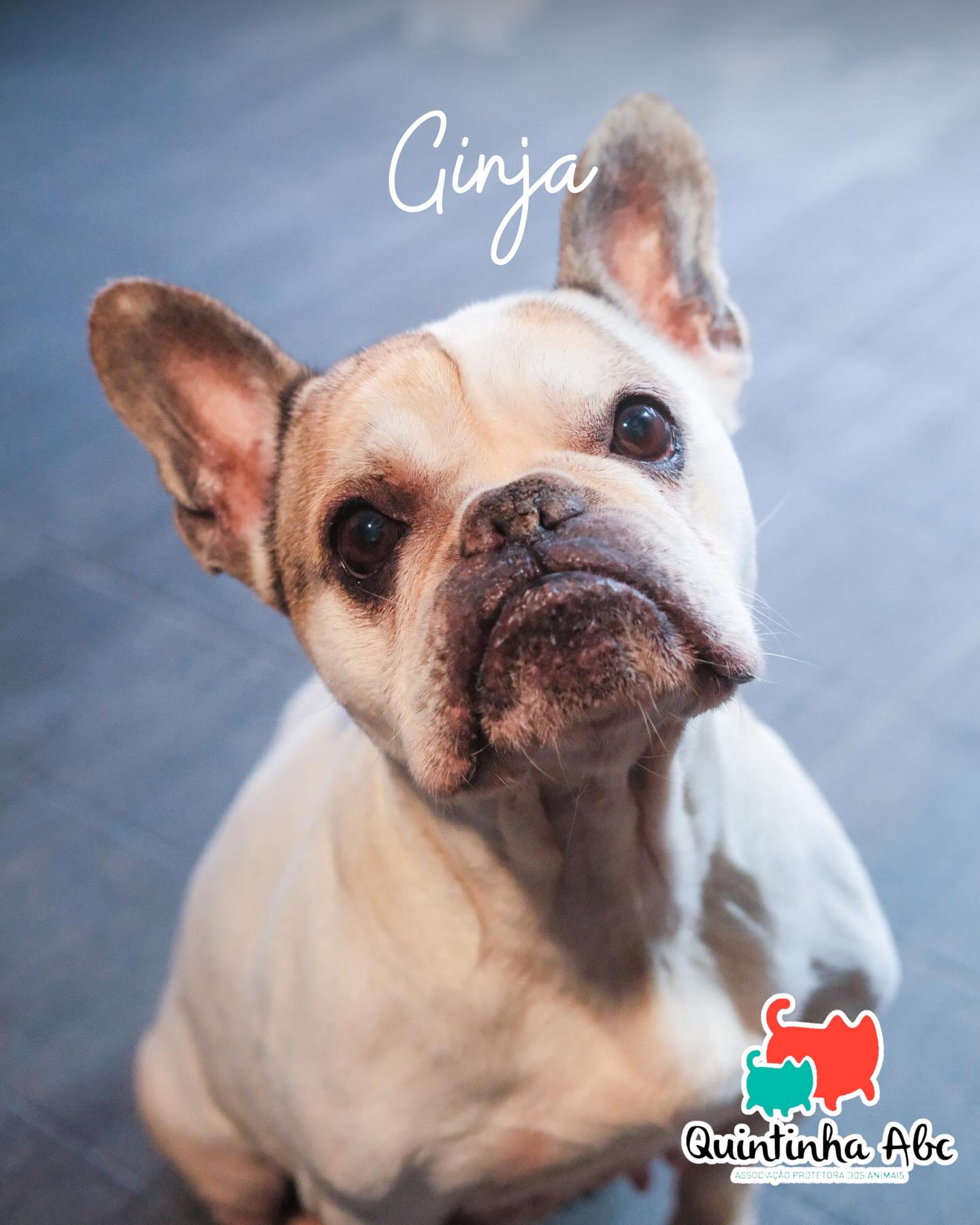 Ginja