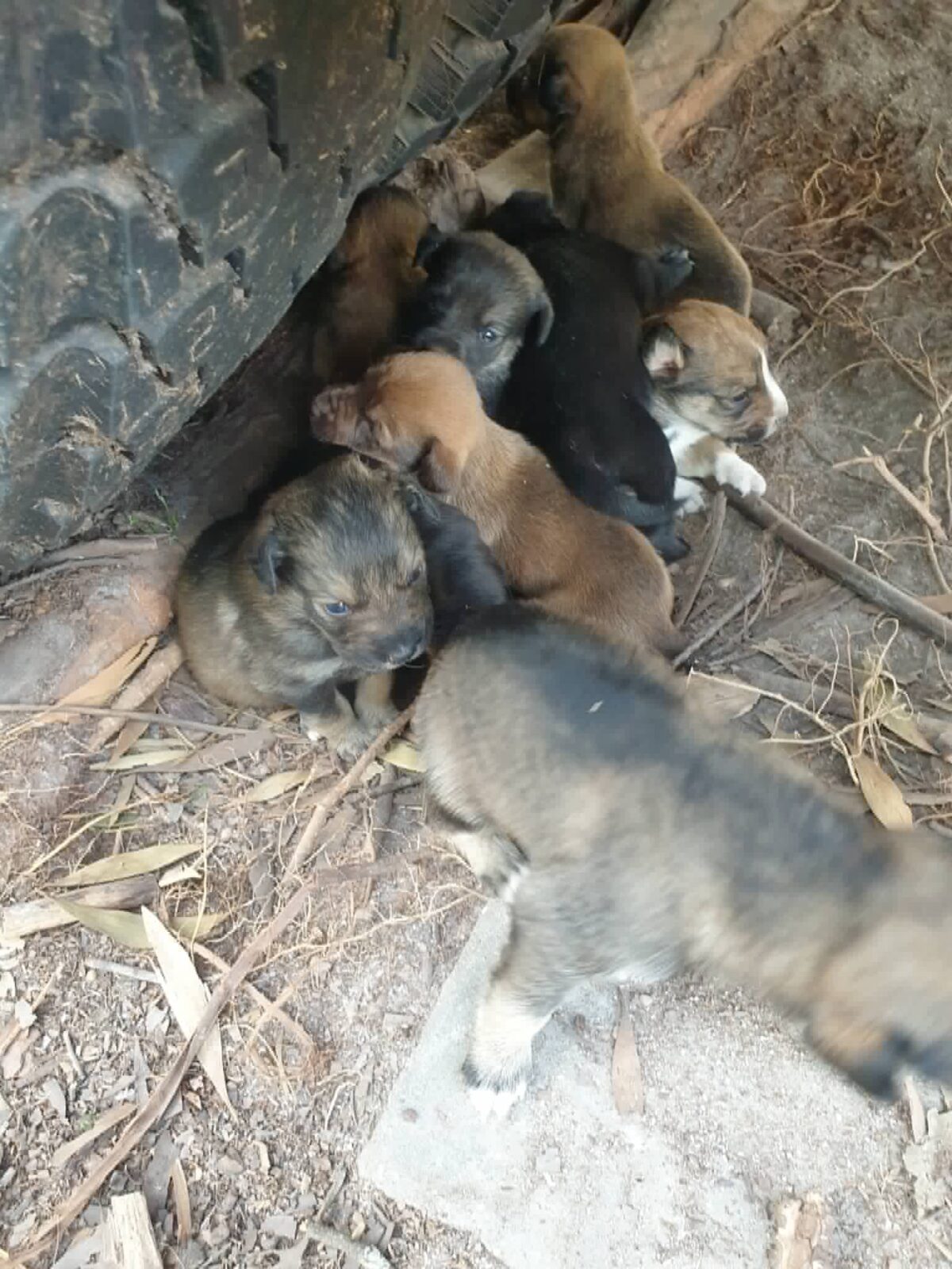 9 Vidas à Espera de um Final Feliz! 🐾