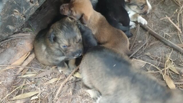 9 Vidas à Espera de um Final Feliz! 🐾