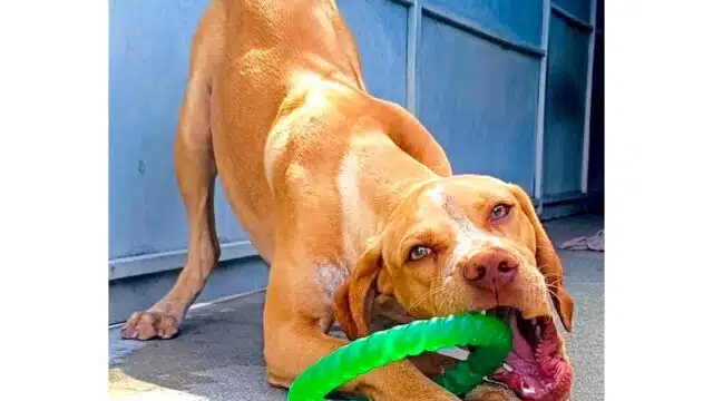 Split