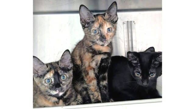 Dramática, Leia, Yoda e Hera