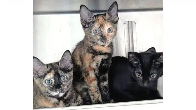 Dramática, Leia, Yoda e Hera