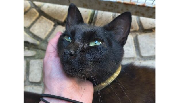 Gatinha