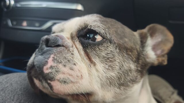 Vinnie