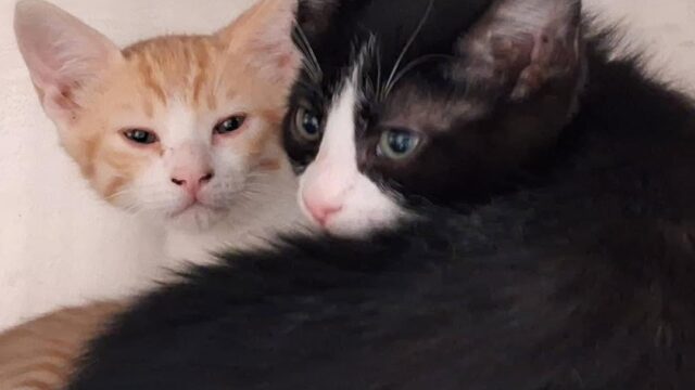 3 Manos