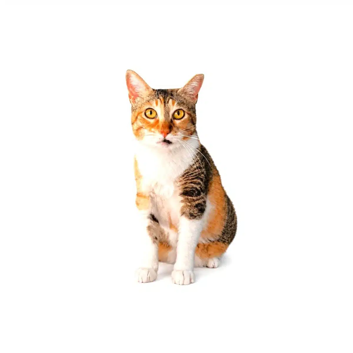 Bolacha