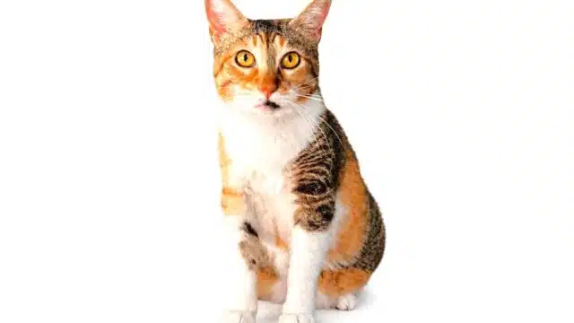 Bolacha