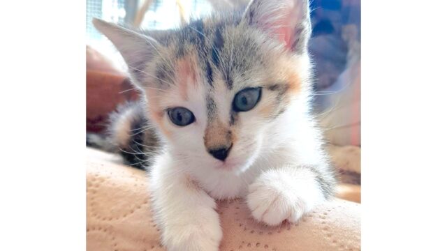 Canela