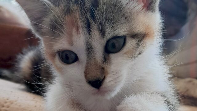 Canela