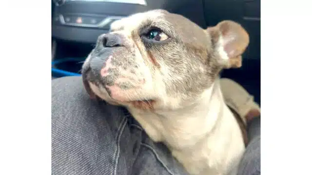 Vinnie