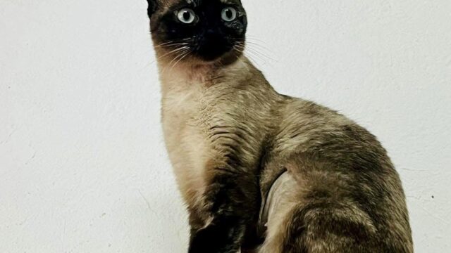 Polly
