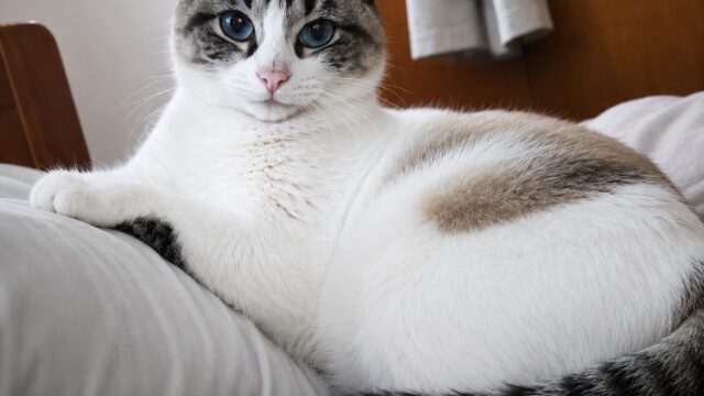 Fufu