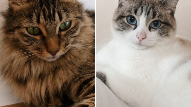 Fifi e Fufu