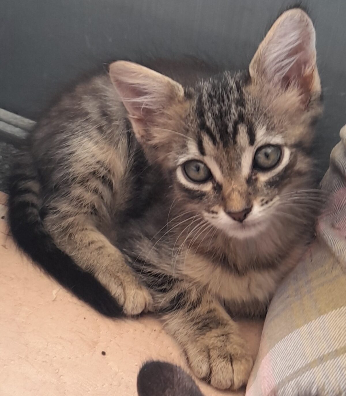 Lulu
