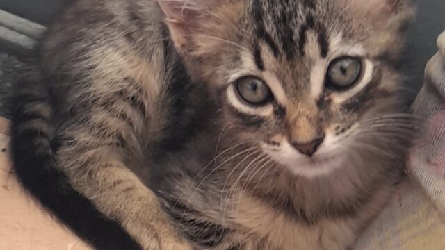 Lulu