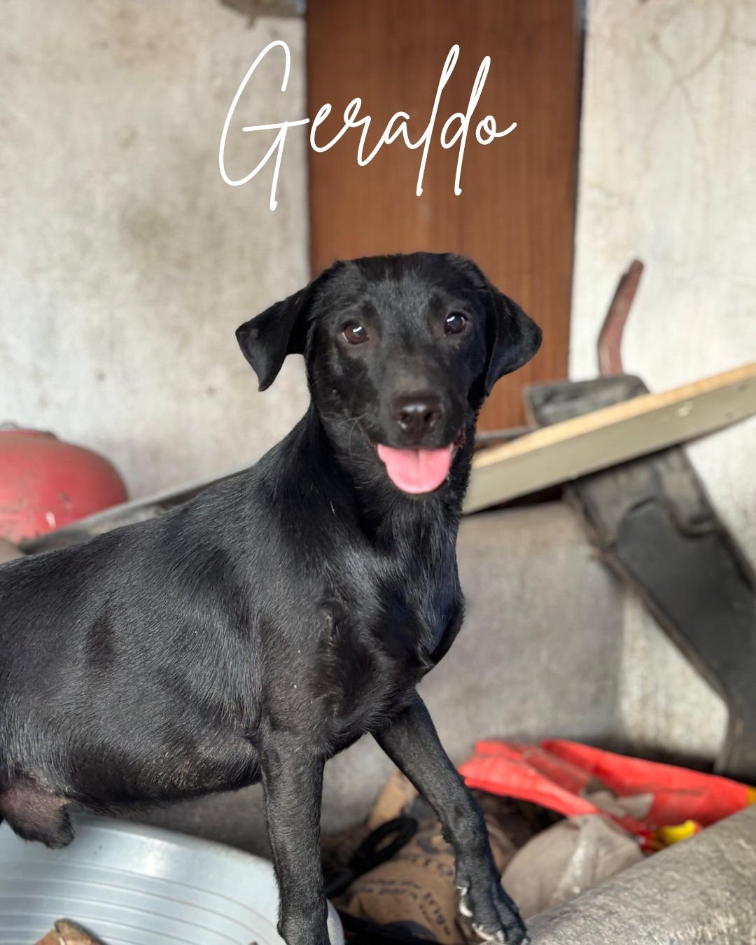 Geraldo