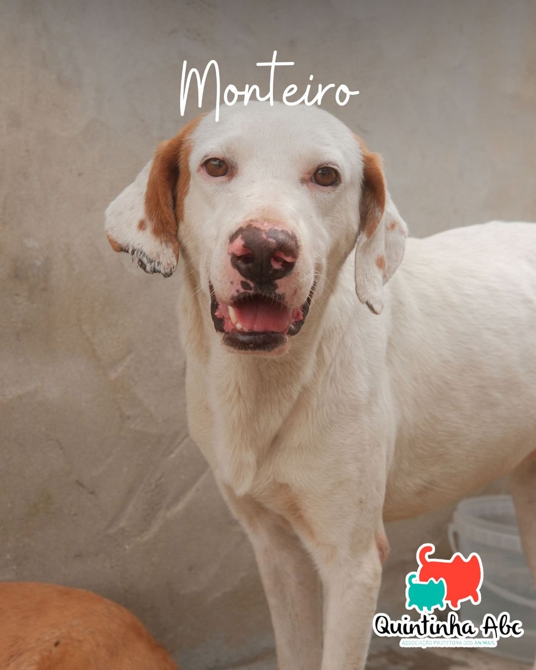 Monteiro