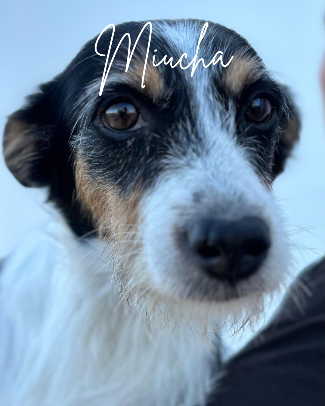 Miucha
