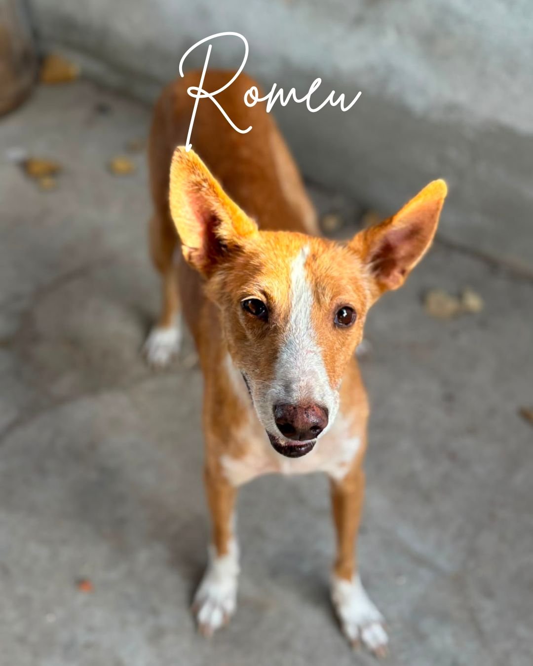 Romeu