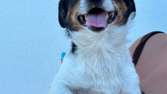 Alvin