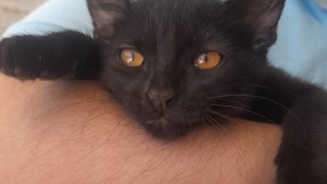 Estrelinha