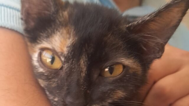 Hera